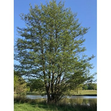 Alder