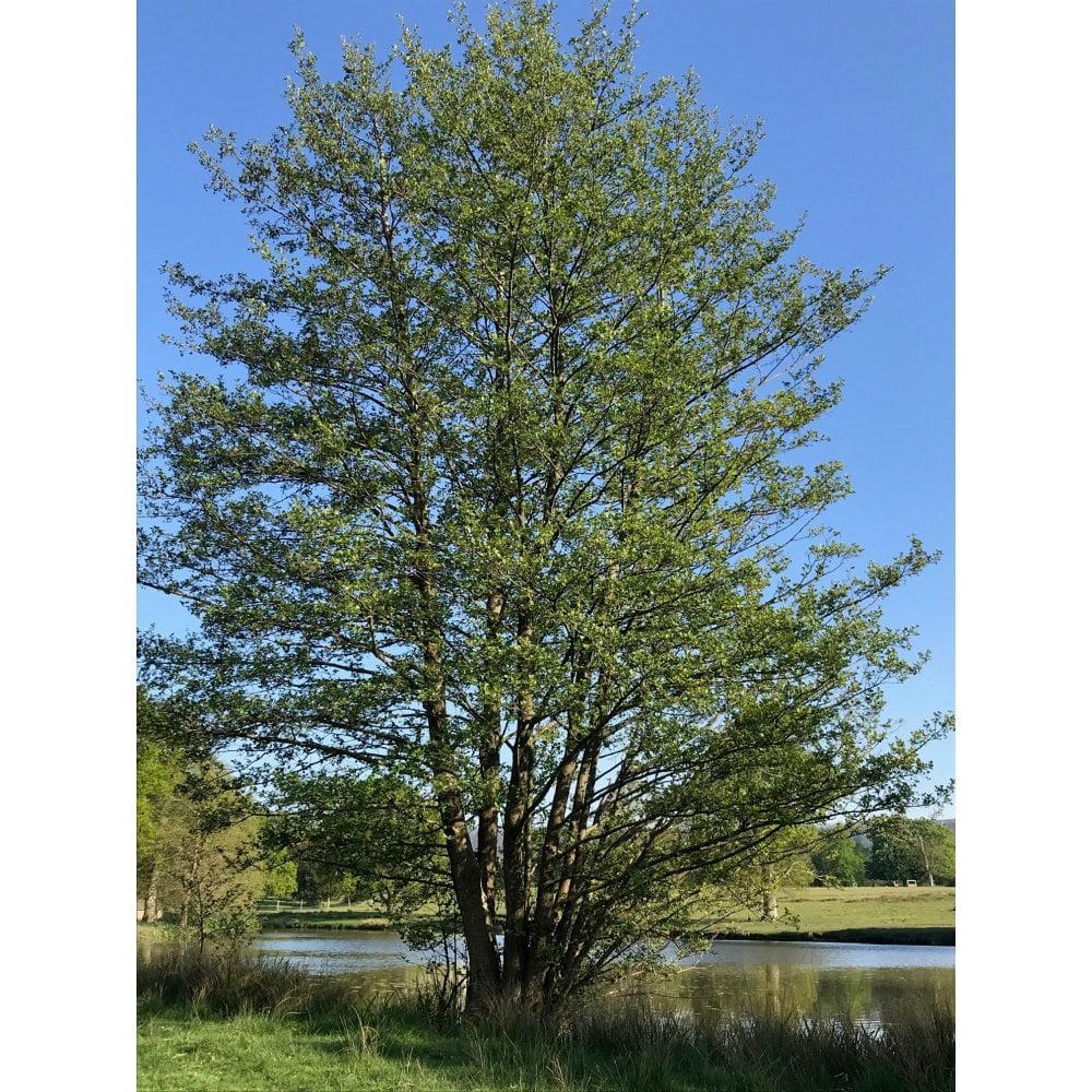 ALDER