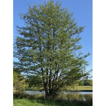 Alder hedge plants