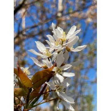 Snowy Mespilus plants, Amelanchier lamarckii