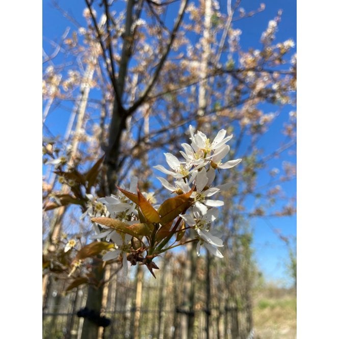 AMELANCHIER TREES