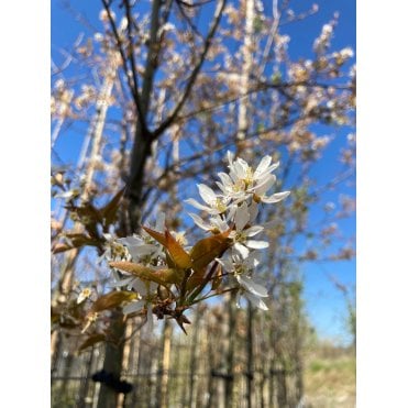 AMELANCHIER TREES