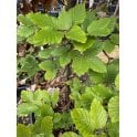 GREEN BEECH