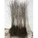 BLACKTHORN