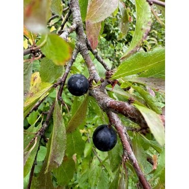 Blackthorn Hedge Plants