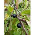 BLACKTHORN