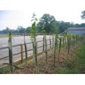 NATIVE FARM HEDGING<BR>BARE ROOT