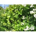 NATIVE FARM HEDGING<BR>BARE ROOTt
