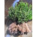 BOX PLANTS 