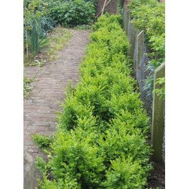 Box Hedge Plants, Box (Buxus sempervirens) hedging plants