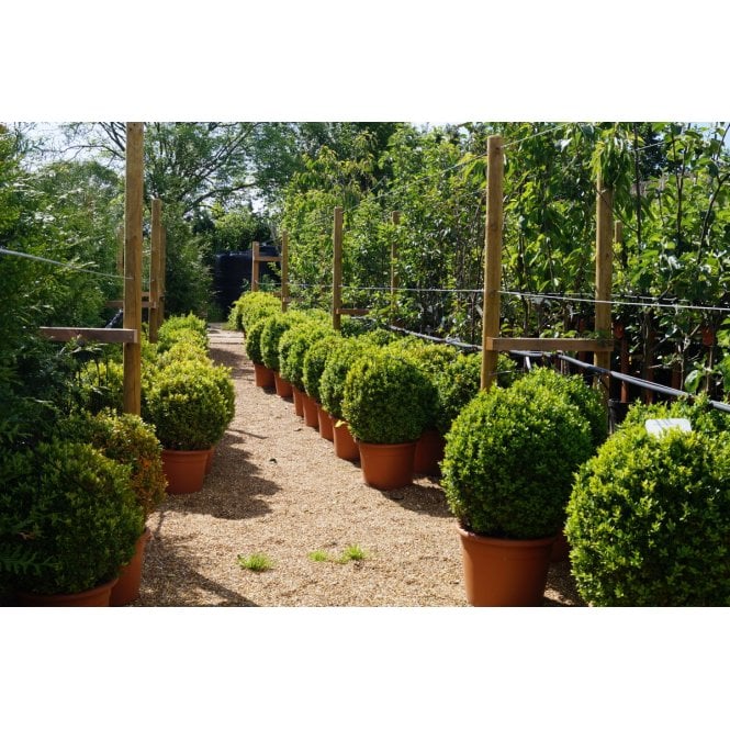 BOX PLANTS