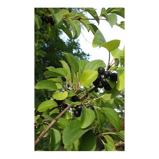 BUCKTHORN
