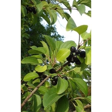 Buckthorn hedge plants