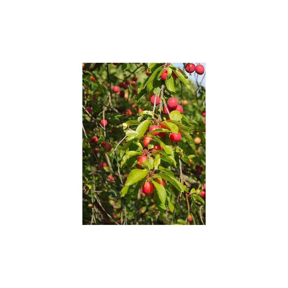 CHERRY PLUM