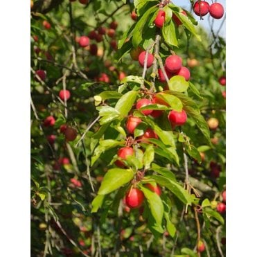 Cherry Plum