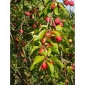 CHERRY PLUM