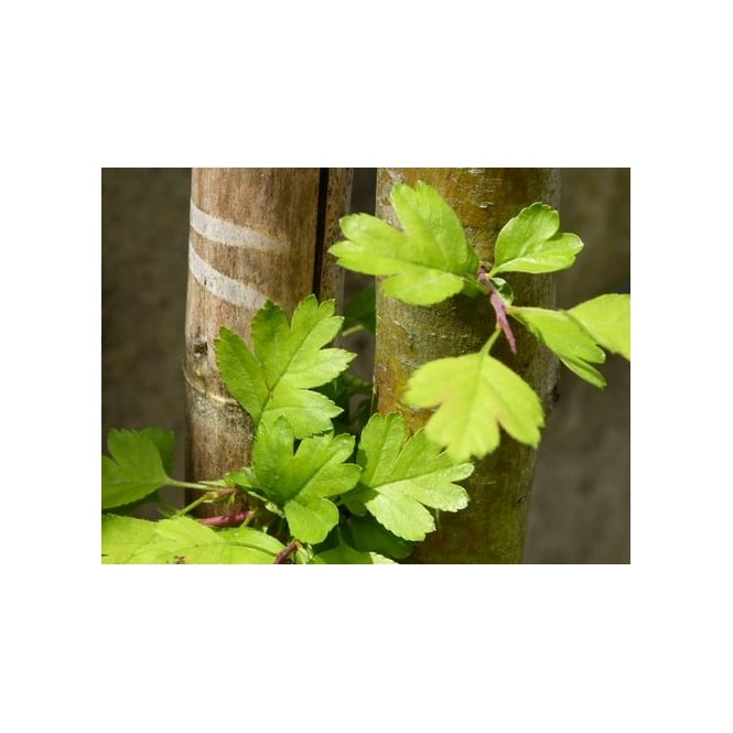COMMON HAWTHORN / PAUL'S SCARLET