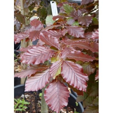 COPPER BEECH 