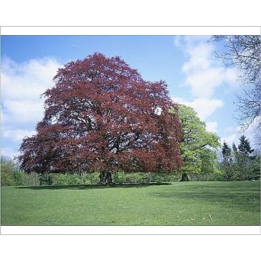 Copper Beech Trees (Fagus purpurea)
