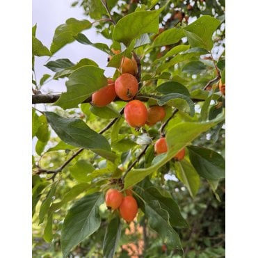 CRAB APPLE