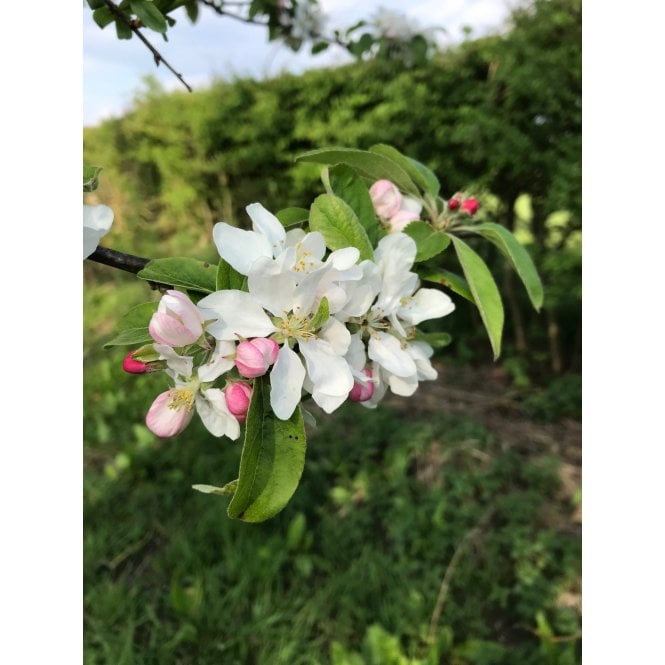 CRAB APPLE TREES