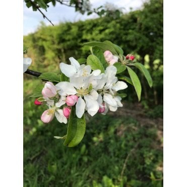 CRAB APPLE TREES