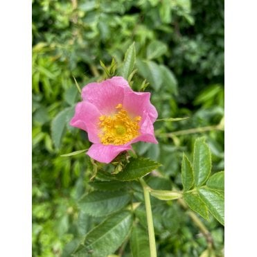 DOG ROSE
