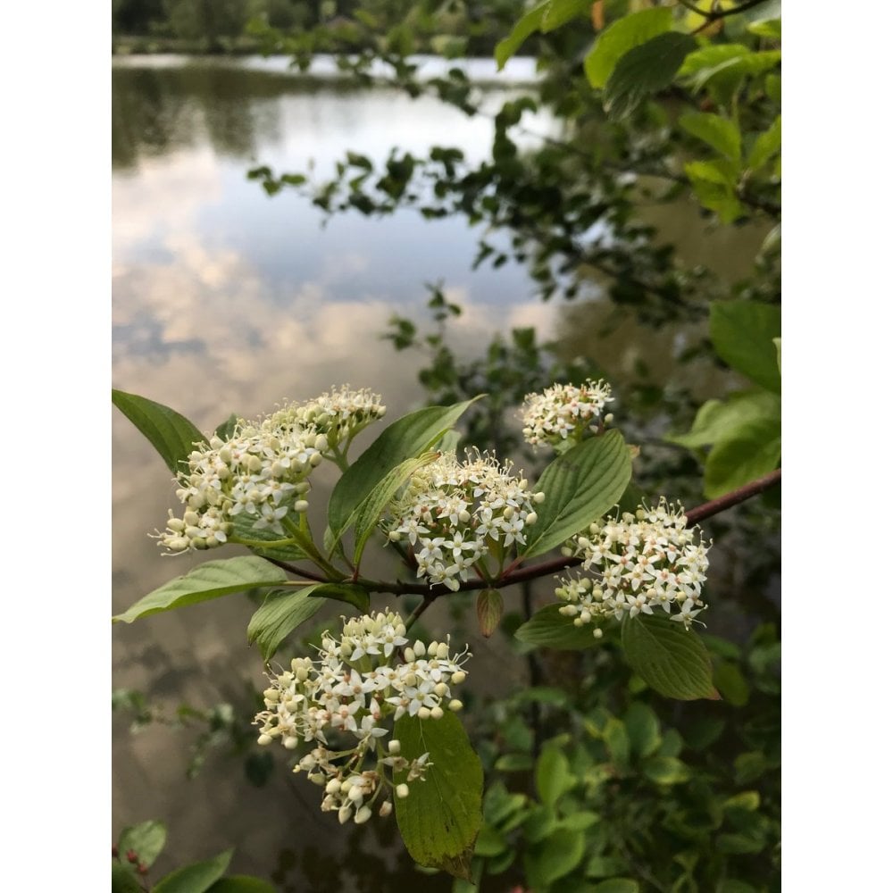 DOGWOOD