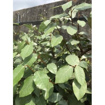 ELAEAGNUS PLANTS