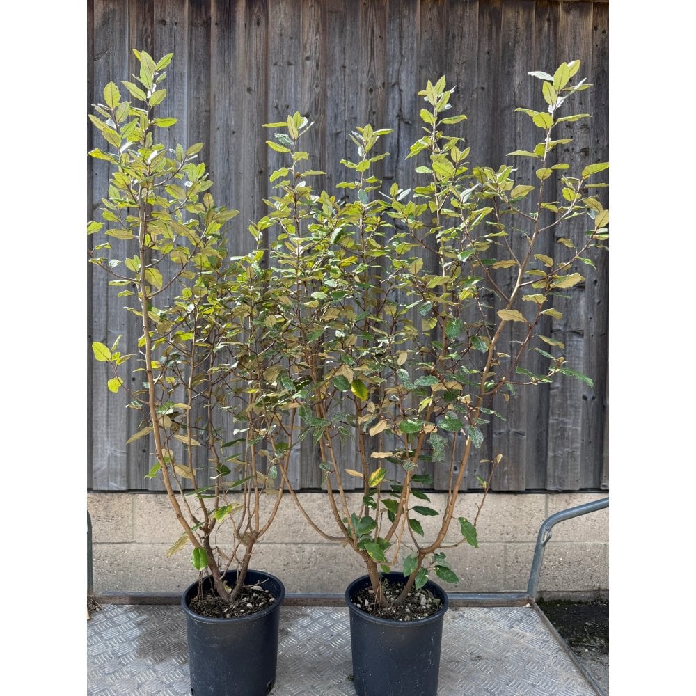 ELAEAGNUS PLANTS