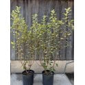 ELAEAGNUS PLANTS