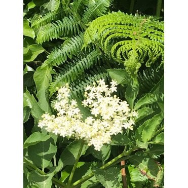 ELDER