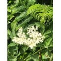 ELDER