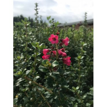 Escallonia Hedge Plants