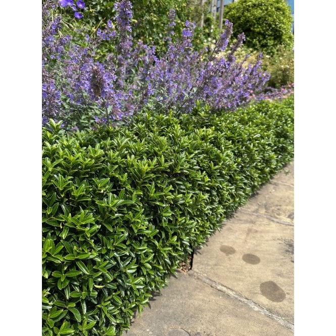EUONYMUS JEAN HUGUES 
