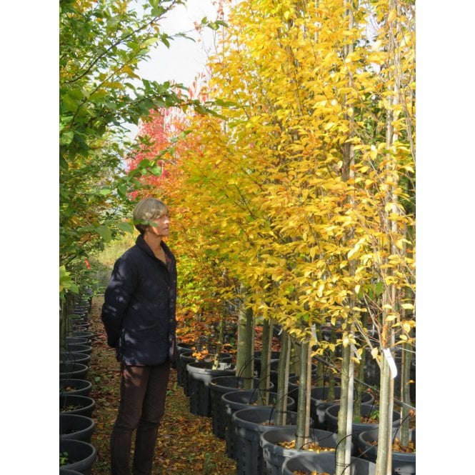 FASTIGIATE HORNBEAM TREES 
