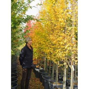 FASTIGIATE HORNBEAM TREES 