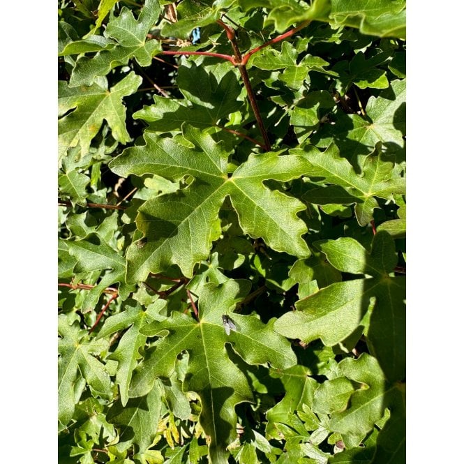 Field Maple