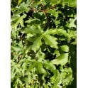 FIELD MAPLE