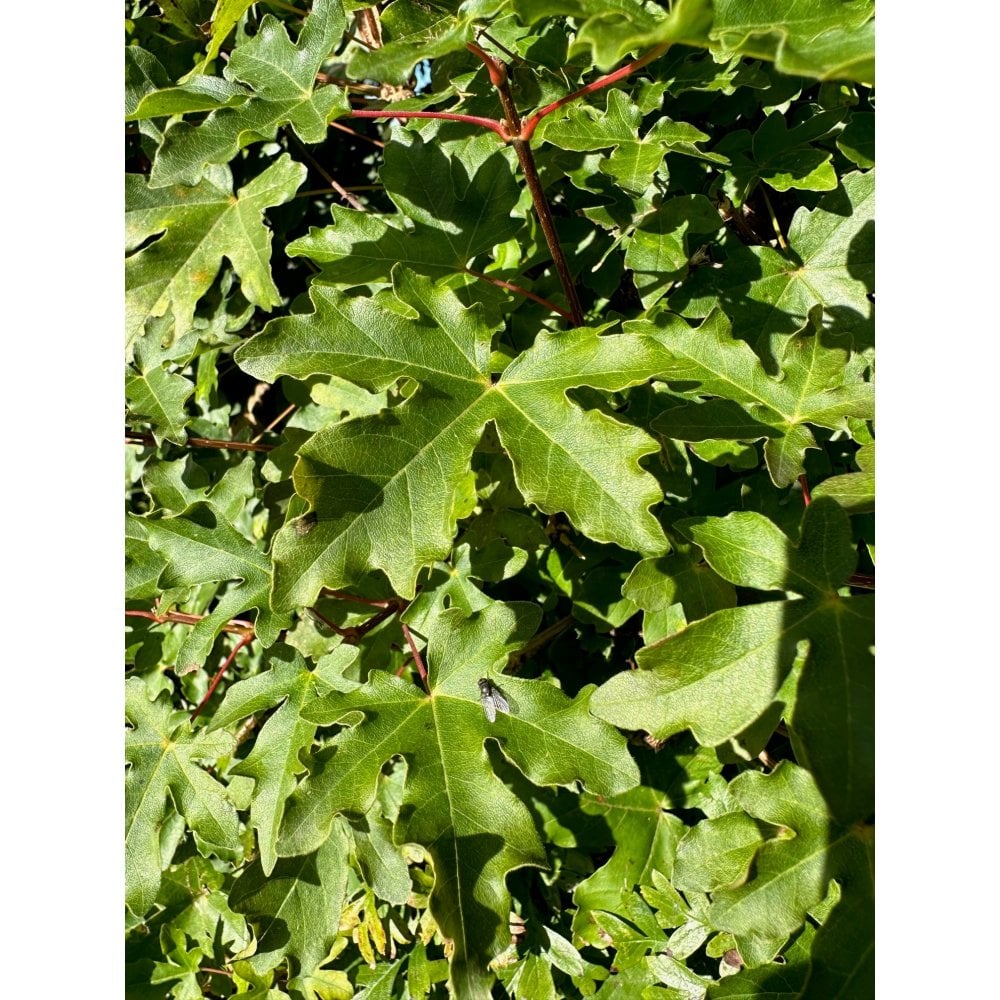 FIELD MAPLE