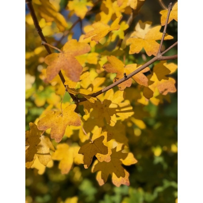 FIELD MAPLE