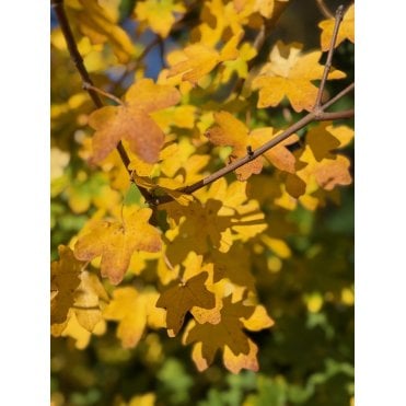FIELD MAPLE