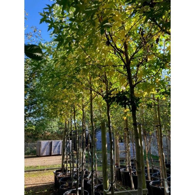 FIELD MAPLE TREES