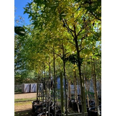 FIELD MAPLE TREES