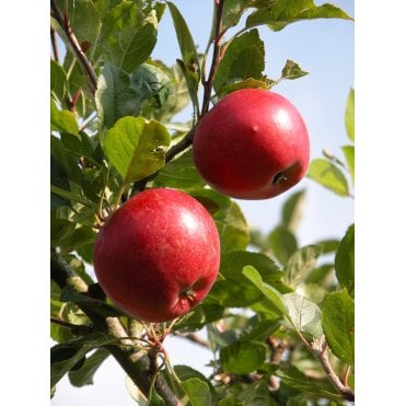 FRUIT TREES