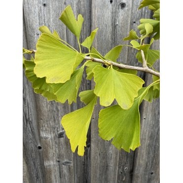 GINKGO TREES