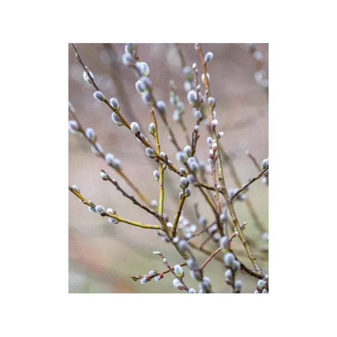 GOAT WILLOW