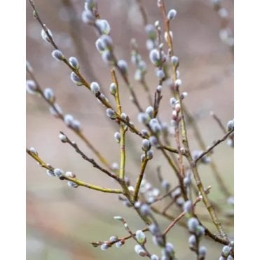 GOAT WILLOW