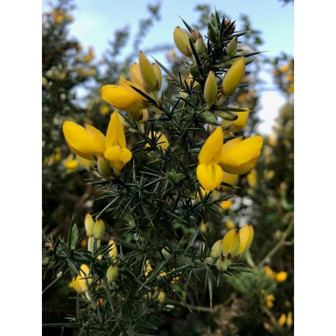 GORSE PLANTS