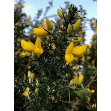 Gorse Hedge Plants (Ulex europaeus), Gorse Shrubs for sale